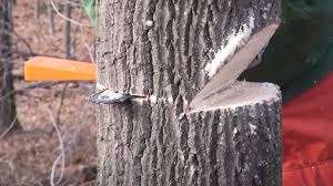 felling wedge being used to hold tree open and shop compression on chainsaw bar